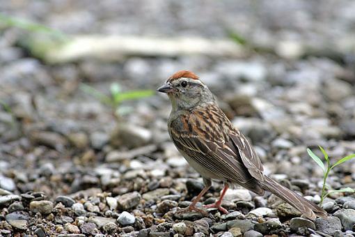 Post Your Bird Images Here!!!!!!!-sparrow1w.jpg