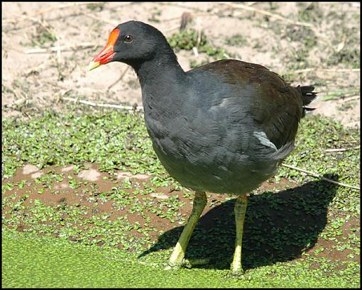 Post Your Bird Images Here!!!!!!!-moorhen.jpg