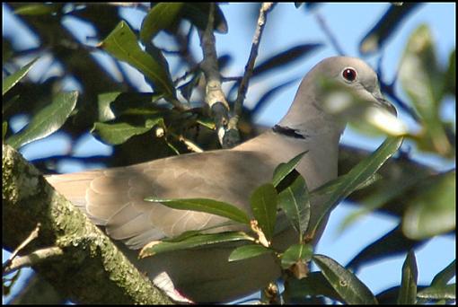 Post Your Bird Images Here!!!!!!!-mourning_dove.jpg