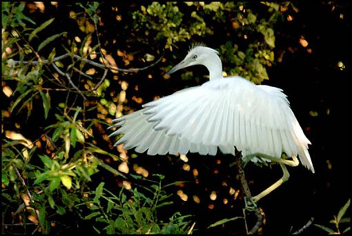 Post Your Bird Images Here!!!!!!!-egret.jpg