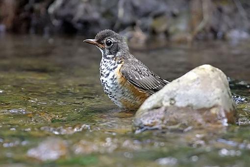 Post Your Bird Images Here!!!!!!!-robin2w.jpg