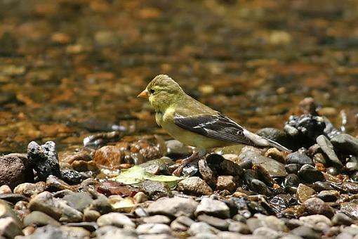 Post Your Bird Images Here!!!!!!!-femalegoldfinchw.jpg