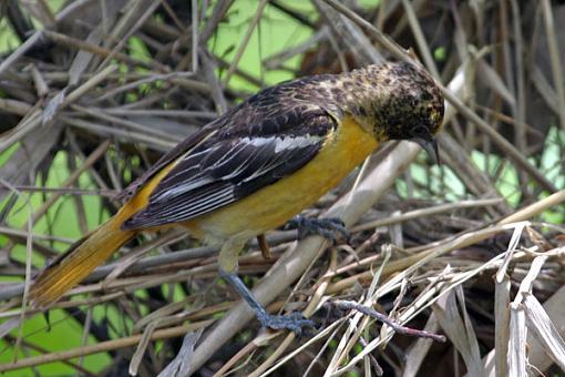 Post Your Bird Images Here!!!!!!!-femaleoriole.jpg