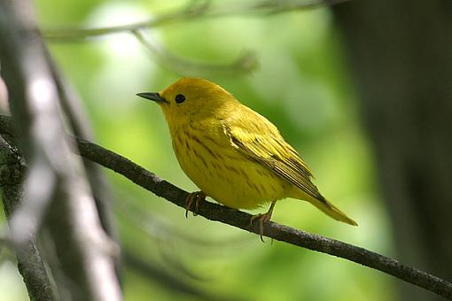 Post Your Bird Images Here!!!!!!!-yellowarbler2w.jpg