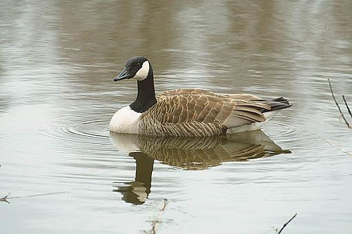 Goose 4 Norman-2174c.goose.jpg