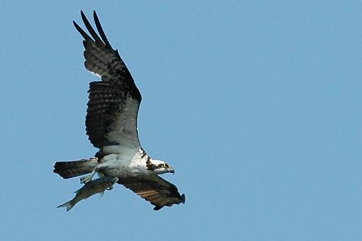 Post Your Bird Images Here!!!!!!!-osprey_fish.jpg