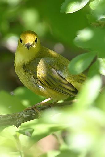 Post Your Bird Images Here!!!!!!!-femaleyellow6w.jpg