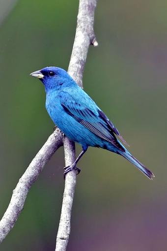 Post Your Bird Images Here!!!!!!!-indigobunting.jpg