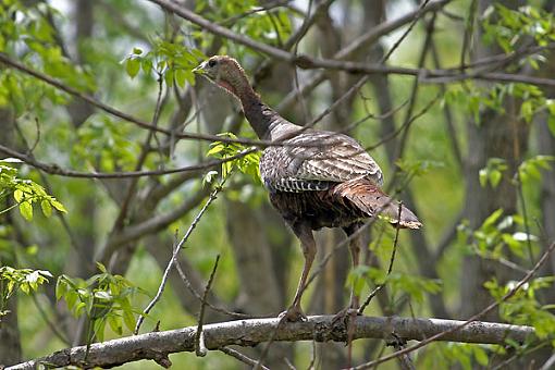 Post Your Bird Images Here!!!!!!!-turkeyw.jpg