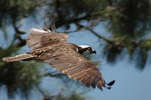 Post Your Bird Images Here!!!!!!!-osprey_9.jpg