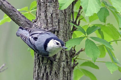 Post Your Bird Images Here!!!!!!!-nuthatchw.jpg