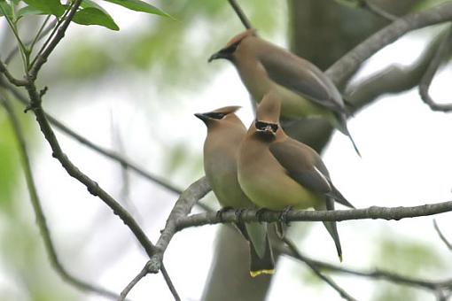 Post Your Bird Images Here!!!!!!!-cedarwaxwingw.jpg