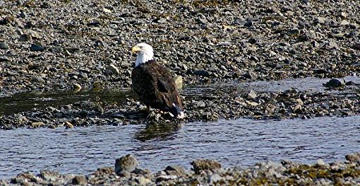 Bald Eagle-eagle-portrait-outer-pt-resized-1.jpg