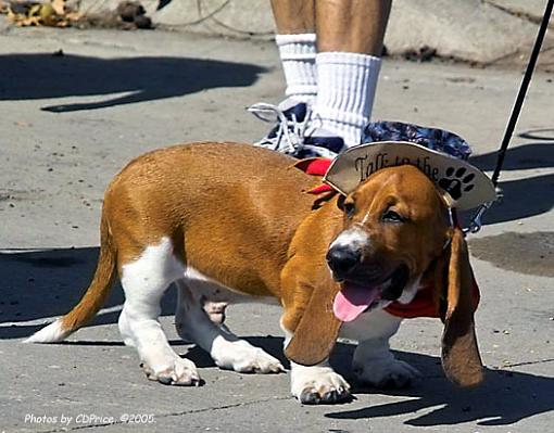 The Basset Waddle I-gabr2.jpg