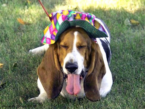 The Basset Waddle II w/TABASCO-gabr3.jpg