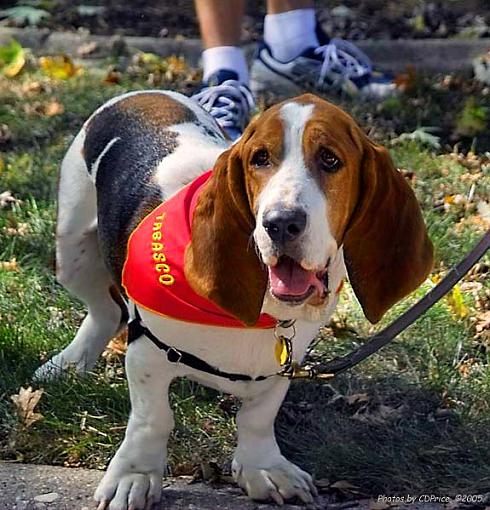 The Basset Waddle II w/TABASCO-gabr4.jpg