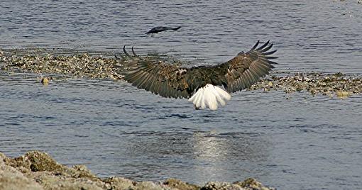 Bald Eagle-eagle-outer-pt-resized-cropped.jpg