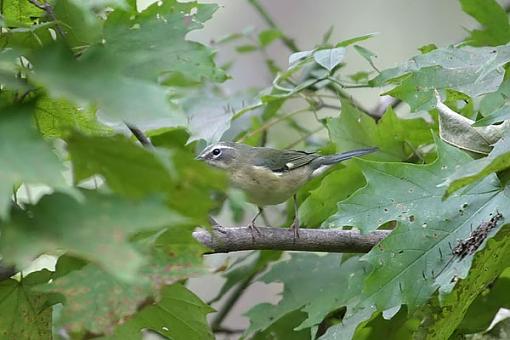 Post Your Bird Images Here!!!!!!!-warbler2w.jpg