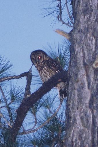 Post Your Bird Images Here!!!!!!!-owl2.jpg