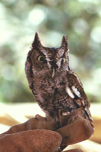 Post Your Bird Images Here!!!!!!!-owl.jpg