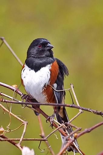 Post Your Bird Images Here!!!!!!!-c38d6870towhee.jpg