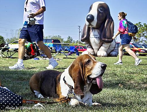 The Basset Waddle III - w/The Hush Puppy-gabr10.jpg