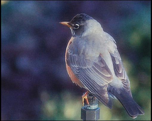 Post Your Bird Images Here!!!!!!!-robin.jpg