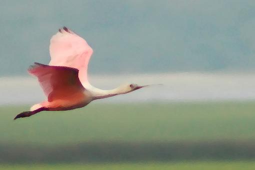 Post Your Bird Images Here!!!!!!!-spoonbill.jpg