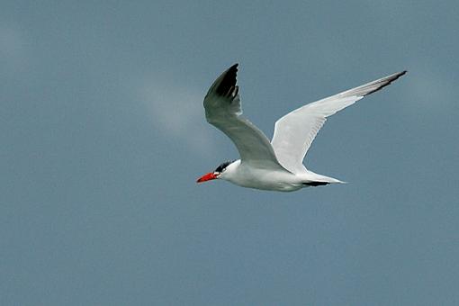 Post Your Bird Images Here!!!!!!!-t2.jpg