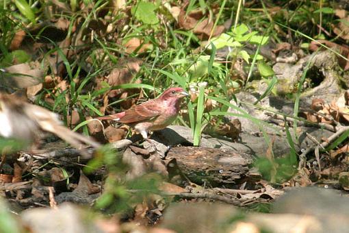 Post Your Bird Images Here!!!!!!!-prplfinnch2a.jpg