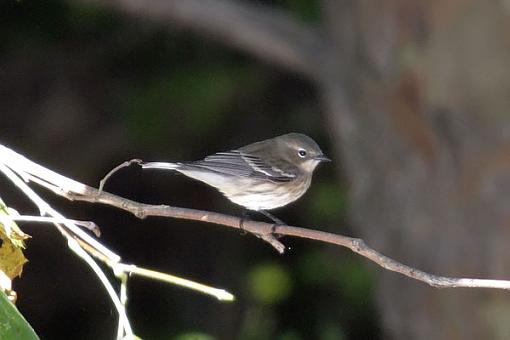 Post Your Bird Images Here!!!!!!!-warbler2a.jpg