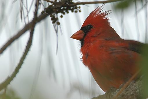 Post Your Bird Images Here!!!!!!!-card.jpg