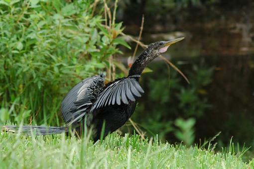 Post Your Bird Images Here!!!!!!!-anhinga_2.jpg