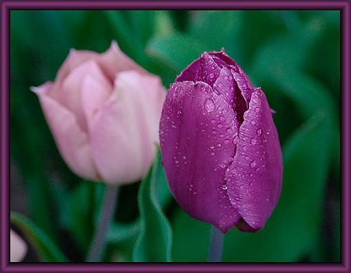 I've Gone Digital!!-purple-tulip1-web.jpg