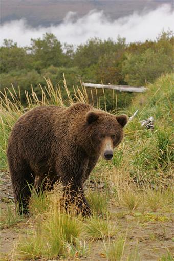 Some recent holiday snaps-bearweb3.jpg