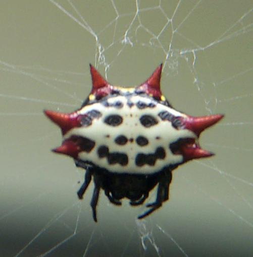 Macro wars-orbweaver.jpg