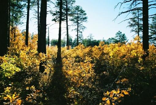 Back from Utah-yellow-forest-floor-resize2.jpg