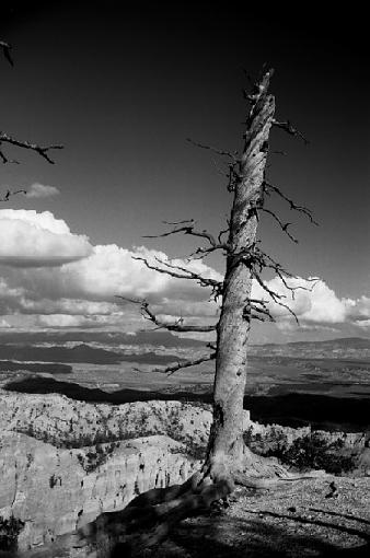 Back (in B&amp;W) from Utah-twisted-tree-resize2.jpg