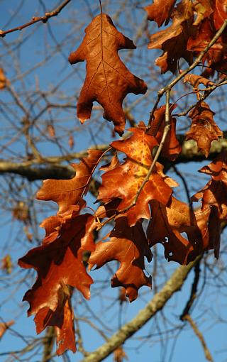 A Walk in the Woods-dsc_1866-2.jpg