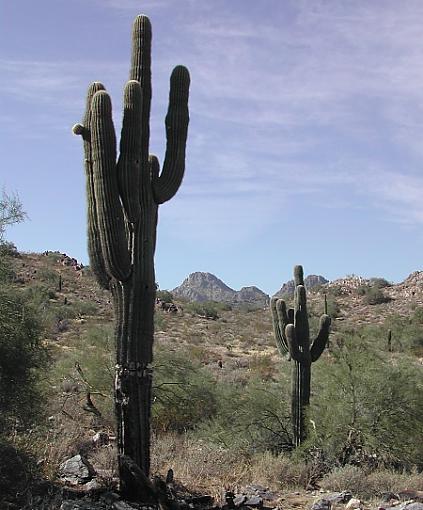 Happy Thanksgiving!-cacti1.jpg