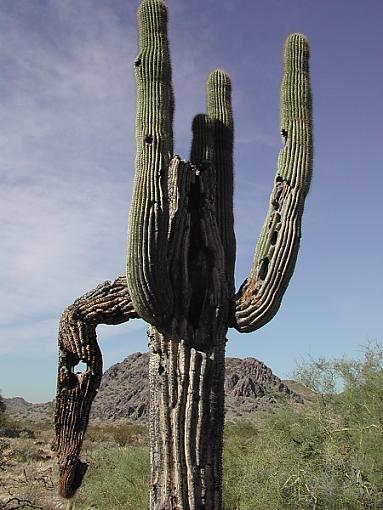 Happy Thanksgiving!-cactus2.jpg