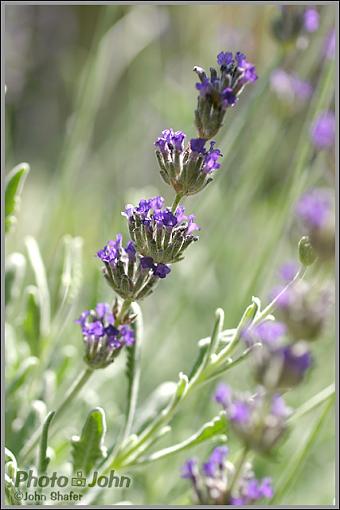 Macro wars-lavender.jpg