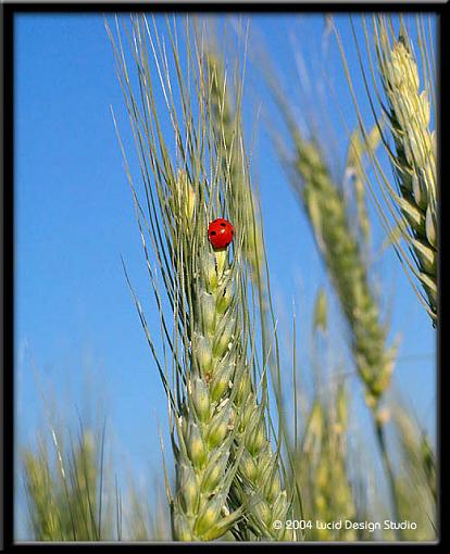 in her own little world...-ladybug.jpg