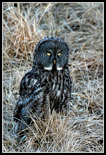 Your Best Photos from 2005-3665_owl.jpg