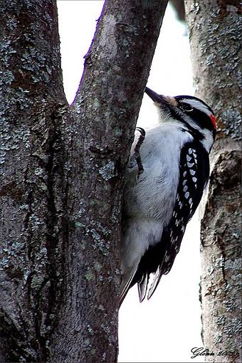 Your Best Photos from 2005-woodpecker-web1.jpg