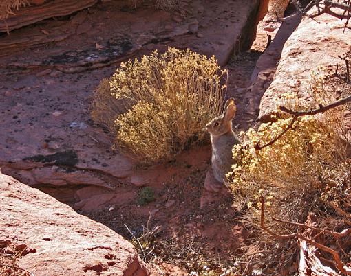 Canyonlands N.P.-post-3.jpg