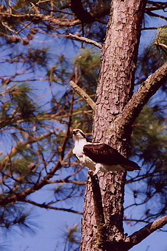 Backyard Osprey-osprey.jpg