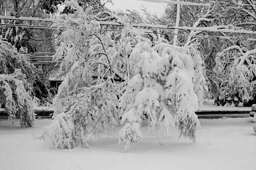 Winter storm shots-heavy-tree.jpg