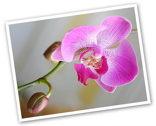 It has SPRUNG!!-orchid.jpg