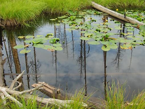 No words: Nature-burnpond.jpg